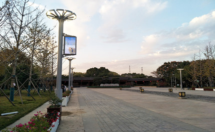 在這綠樹成蔭的公園里，我是一棵特別的“樹”